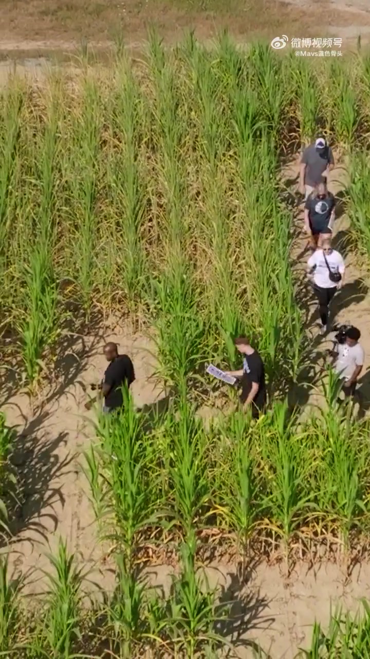 排面啊獨(dú)行俠狀元弗拉格走進(jìn)有著自己巨幅剪影的玉米地