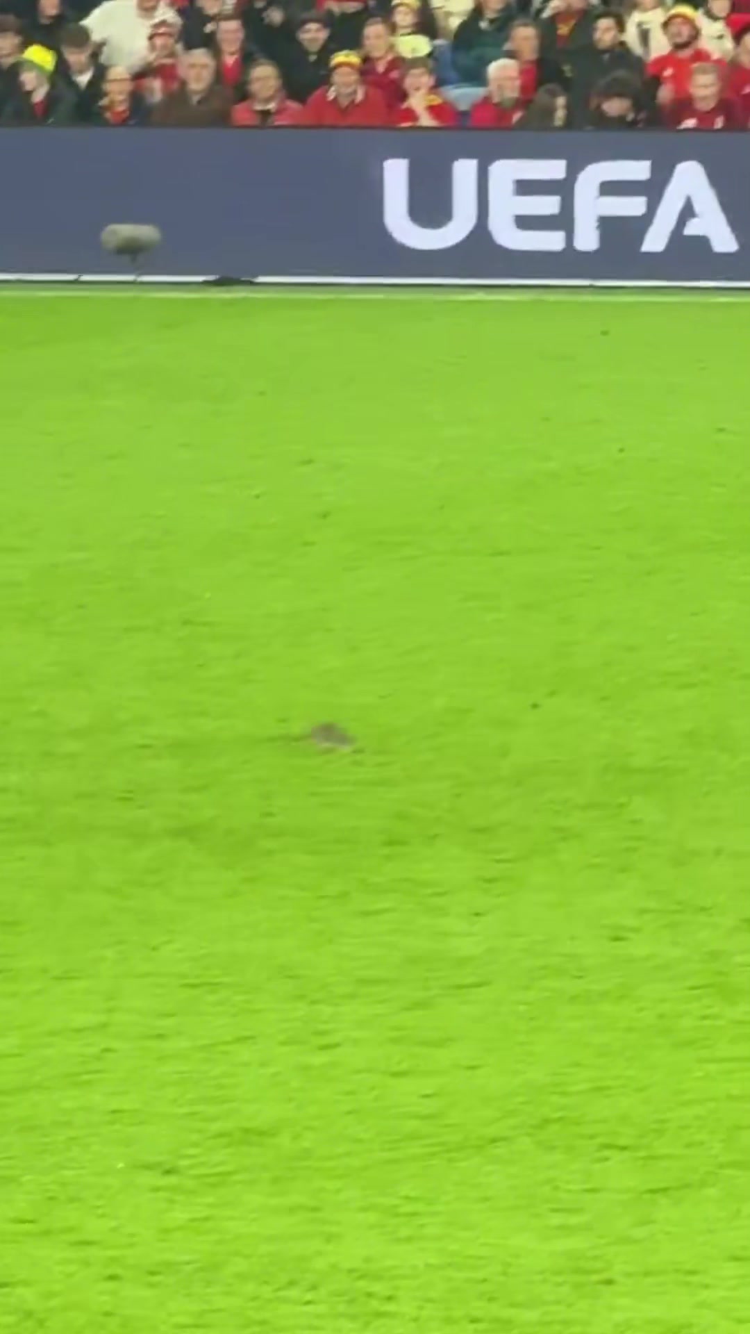 老鼠闖入球場庫爾圖瓦想抓住但失手威爾士球員將其驅(qū)趕出場